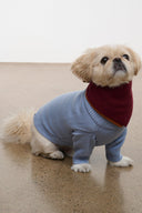 Pet sweater, powder blue with burgundy neck warmer; dog seated