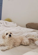 Small dog lying on a bed