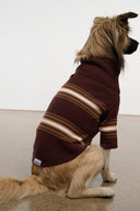 Brown dog in maroon-and-tan striped knit sweater with high neck and long sleeves