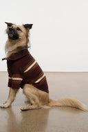 Tan dog in maroon-and-tan striped knit sweater with high neck and long sleeves
