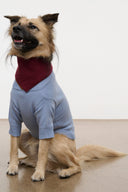 Pet sweater, powder blue with burgundy neck warmer; dog standing