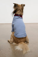 Pet sweater, powder blue with burgundy neck warmer; dog sitting back view