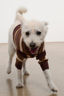White dog in maroon-and-tan striped knit sweater with high neck and long sleeves