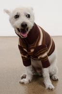 White dog in maroon-and-tan striped knit sweater with high neck and long sleeves