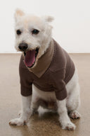 Dog knit sweater in dark brown with V-neck collar