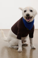 Pet sweater: dark brown knit with blue bandana-style collar and ribbed cuffs