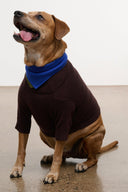 Pet sweater: dark brown knit with blue bandana-style collar and ribbed cuffs