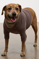 Dog knit sweater in brown with rolled V-neck collar and ribbed cuffs