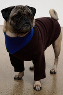 Pet sweater: dark brown knit with blue bandana-style collar and ribbed cuffs