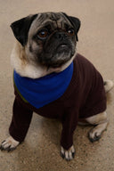 Pet sweater: dark brown knit with blue bandana-style collar and ribbed cuffs