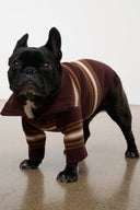Black dog in maroon-and-tan striped knit dog sweater with high neck and full sleeves