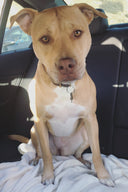 Dog photo personalization for a custom Kaia bag
